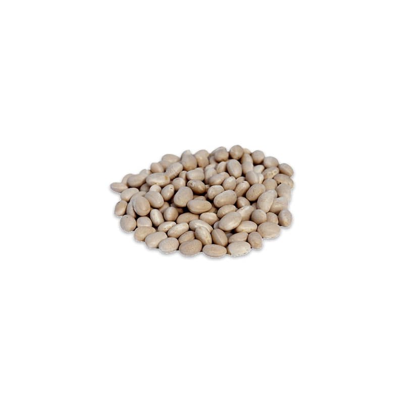 POROTOS BURROS DEL AÑO